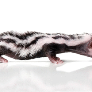 Libyan Striped Weasel For Sale