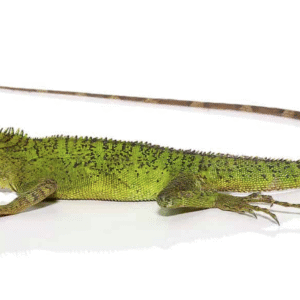Long’s Tree Dragon For Sale