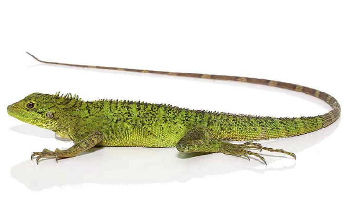 Long’s Tree Dragon For Sale