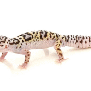 Mack Snow Leopard Gecko for Sale