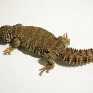 Mali Uromastyx for Sale