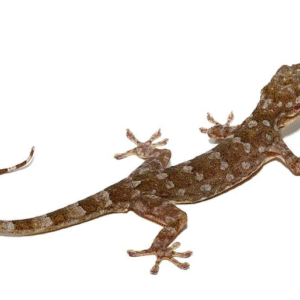 Marbled Gecko for Sale