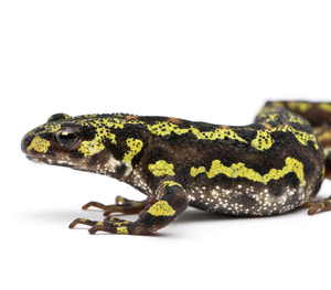 Marbled Newt for Sale