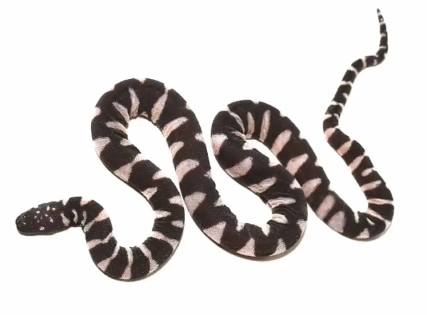 Marine File Snake For Sale