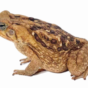 Marine Toad For Sale