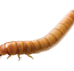 Mealworms for Sale