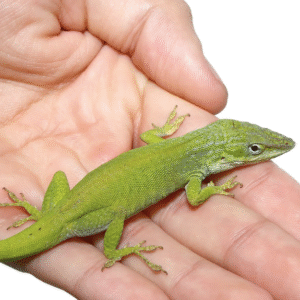Megladon Green Anole For Sale