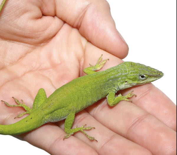 Megladon Green Anole For Sale