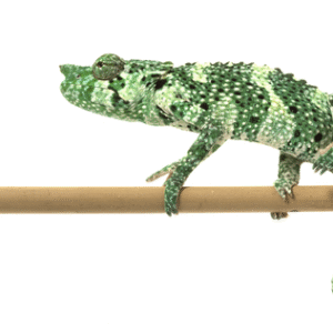 Meller's Chameleon for Sale