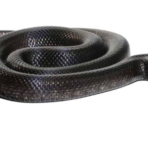 Mexican Black Kingsnake For Sale