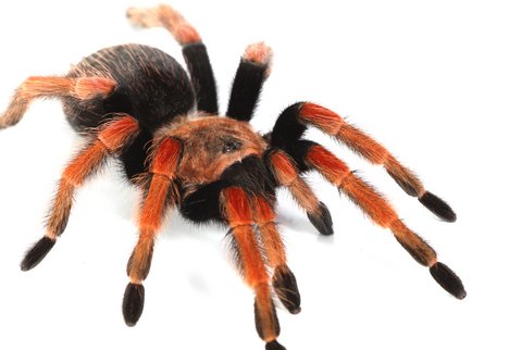 Mexican Fireleg Tarantula for Sale