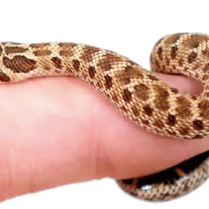 Mexican Hognose Snake For Sale