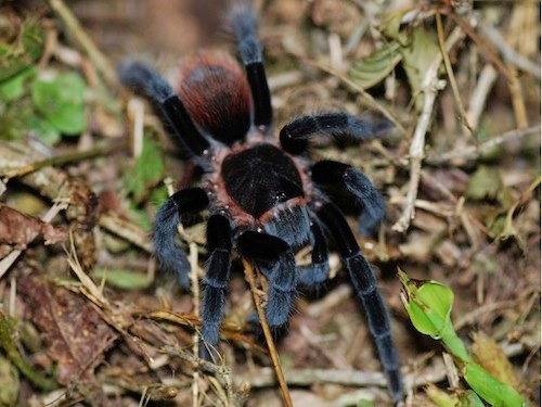 Mexican Red Rump Tarantula for Sale