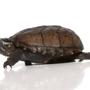 Mississippi Mud Turtle For Sale