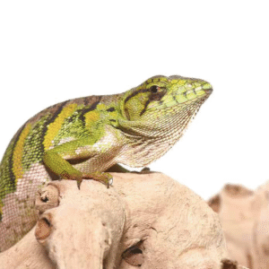 Monkey Anole for Sale