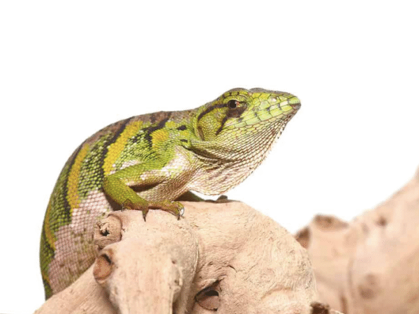 Monkey Anole for Sale