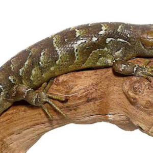 Monkey Tail Skink For Sale