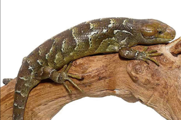 Monkey Tail Skink For Sale