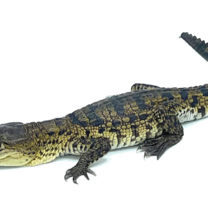 Morelet's Crocodile for Sale
