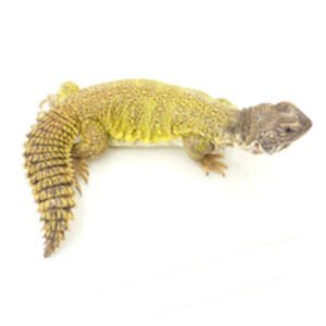 Moroccan Uromastyx for Sale