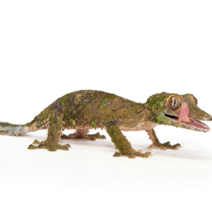 Mossy Leaf Tailed Gecko for Sale