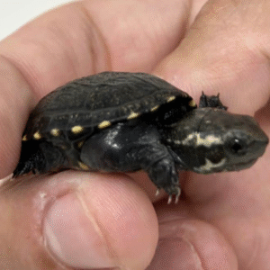 Mud turtle for sale