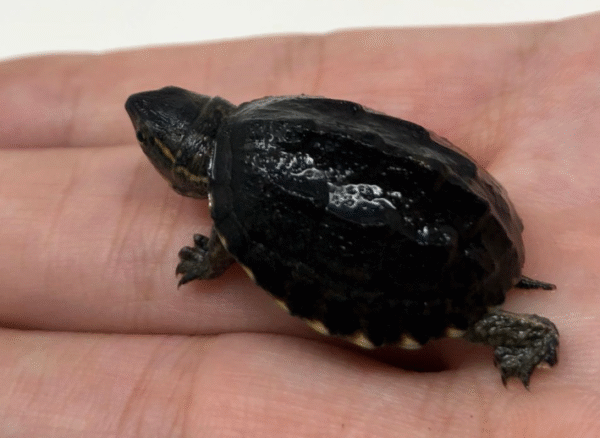 Musk Turtle For Sale
