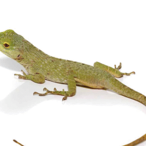 Neotropical Green Anole For Sale