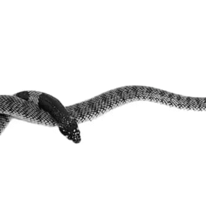 Nimibian Coral Cobra For Sale