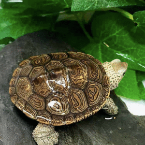 Northern Diamondback Terrapin for Sale