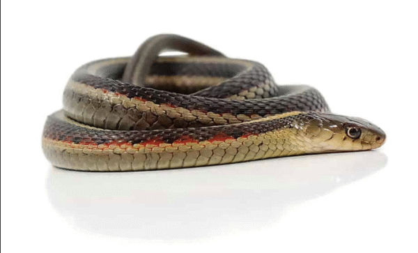 Northern Garter Snake For Sale