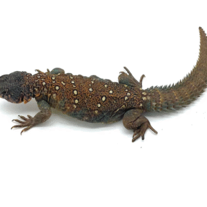 Ocellated Uromastyx for Sale