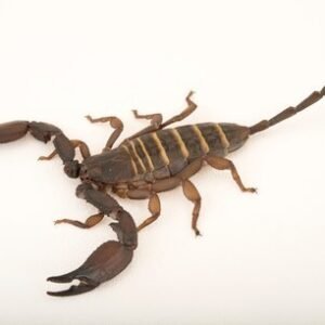 Olive Keeled Flat Rock Scorpion for Sale