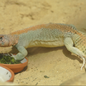 Omani Uromastyx for Sale