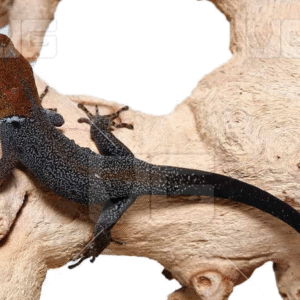 Orange Headed Gecko for Sale