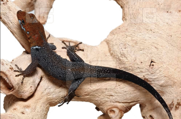 Orange Headed Gecko for Sale
