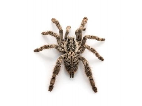 Ornamental Baboon Tarantula for Sale