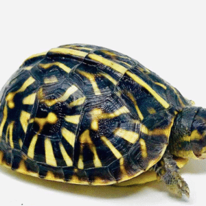 Ornate Box Turtle for sale