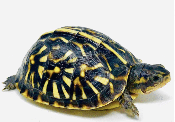 Ornate Box Turtle for sale