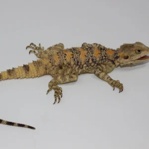Painted Agama For Sale