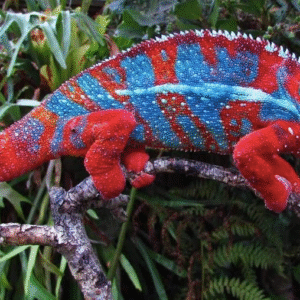 Panther Chameleon for Sale