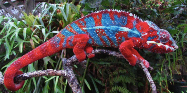 Panther Chameleon for Sale