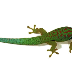 Peacock Day Gecko For Sale