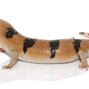 Peter’s Banded Skink For Sale
