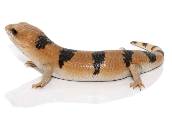 Peter’s Banded Skink For Sale