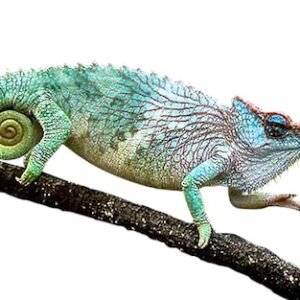 Pfeffer's Chameleon for Sale