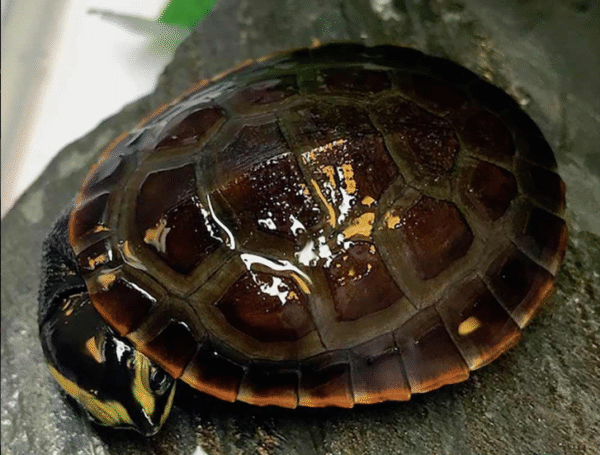 Pink Belly Side Necked Turtle For Sale