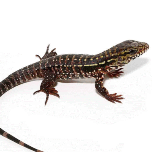 Pink Panther Tegu For Sale