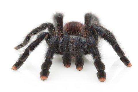 Pink Toe Tarantula for Sale