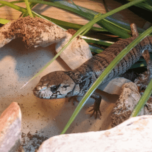 Pink Tongue Skink for Sale - Reptiles Heaven